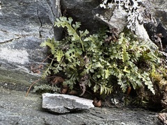 Asplenium montanum