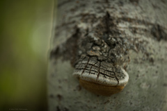 Phellinus tremulae