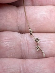 Carex brunnescens