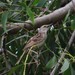 Striated Grassbird - Photo (c) Frederick Cheong, some rights reserved (CC BY-NC), uploaded by Frederick Cheong