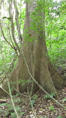 Ceiba pentandra