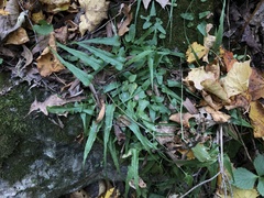 Asplenium rhizophyllum