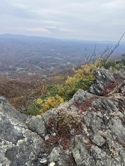 Salix humilis tristis