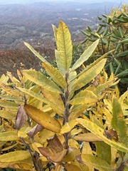 Salix humilis tristis