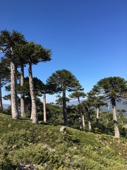 Araucaria araucana