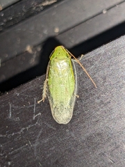 Panchlora nivea
