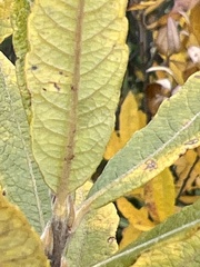 Salix humilis tristis