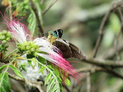 Astraptes fulgerator