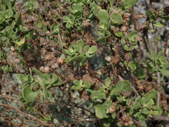 Pluchea indica