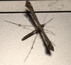 Anstenoptilia marmarodactyla