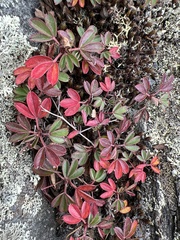 Sibbaldiopsis tridentata