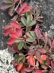 Sibbaldiopsis tridentata