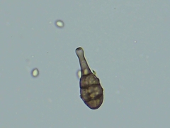 Alternaria