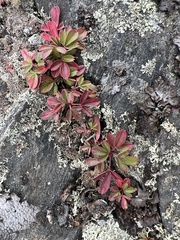 Sibbaldiopsis tridentata