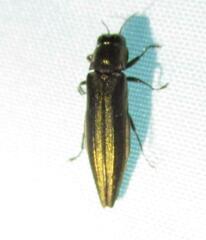Agrilus macer