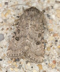 Protorthodes melanopis