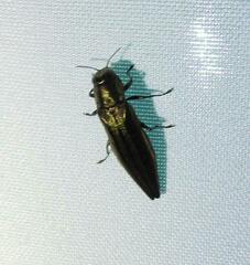 Agrilus macer