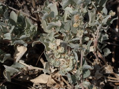 Atriplex maximowicziana