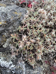 Paronychia argyrocoma