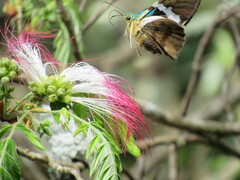 Astraptes fulgerator