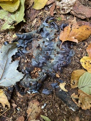 Peltigera polydactylon