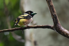 Eurylaimus ochromalus