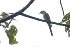 Pericrocotus divaricatus