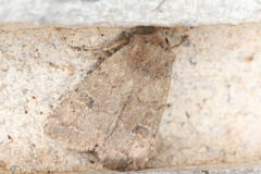 Euxoa siccata