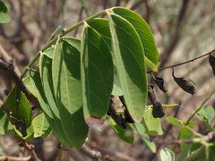Phyllanthaceae