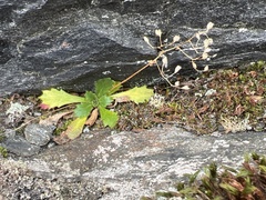 Micranthes petiolaris