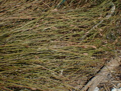 Fimbristylis polytrichoides