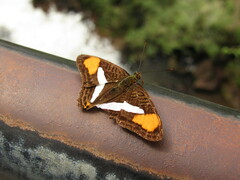 Adelpha