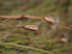 Fimbristylis polytrichoides