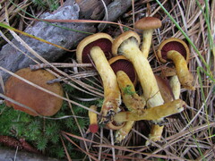 Cortinarius tinctorum