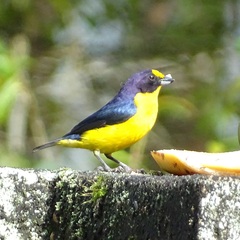 Euphonia violacea