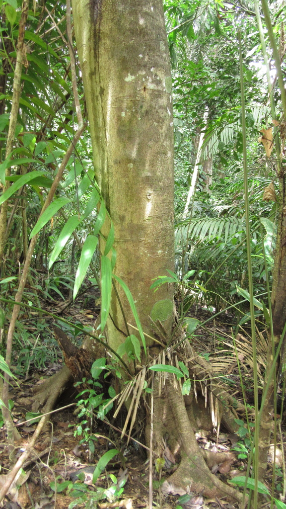 Aiouea montana from Soberania, PACLCL, PACL, PA on October 15, 2022