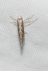 Epicephala trigonophora
