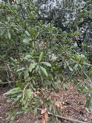 Quercus agrifolia