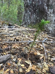 Araucaria araucana