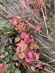 Hylotelephium telephioides