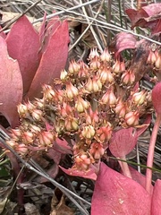 Hylotelephium telephioides