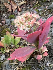 Hylotelephium telephioides