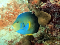 Holacanthus bermudensis