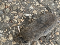 Microtus pennsylvanicus