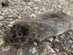 Microtus pennsylvanicus