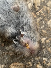 Microtus pennsylvanicus