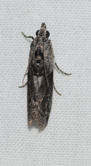 Sciota melanostyla
