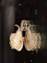 Zygaenoidea