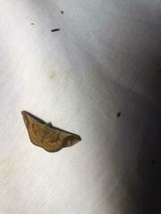 Sphacelodes vulneraria