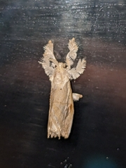Zygaenoidea